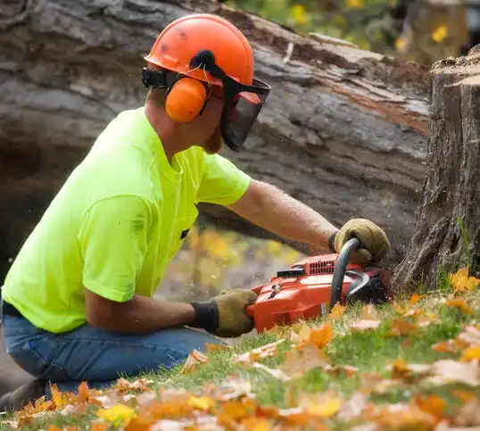 tree services North Plymouth